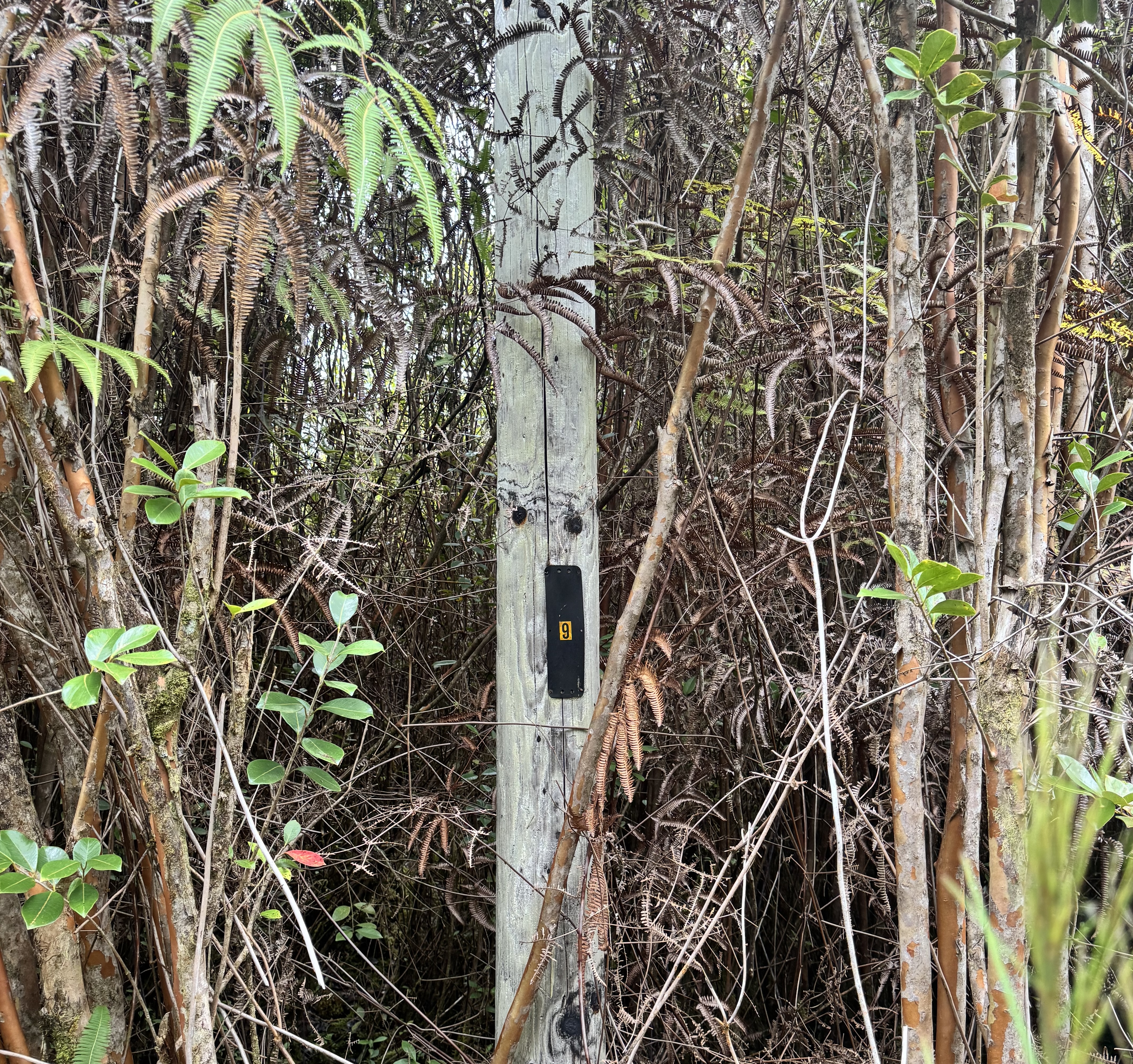 27 Amakihi Street Mountain View, HI 96771 - Photo 2 of 10