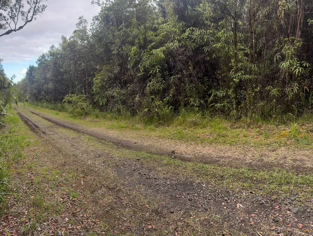 a view of a yard with plants and a bench