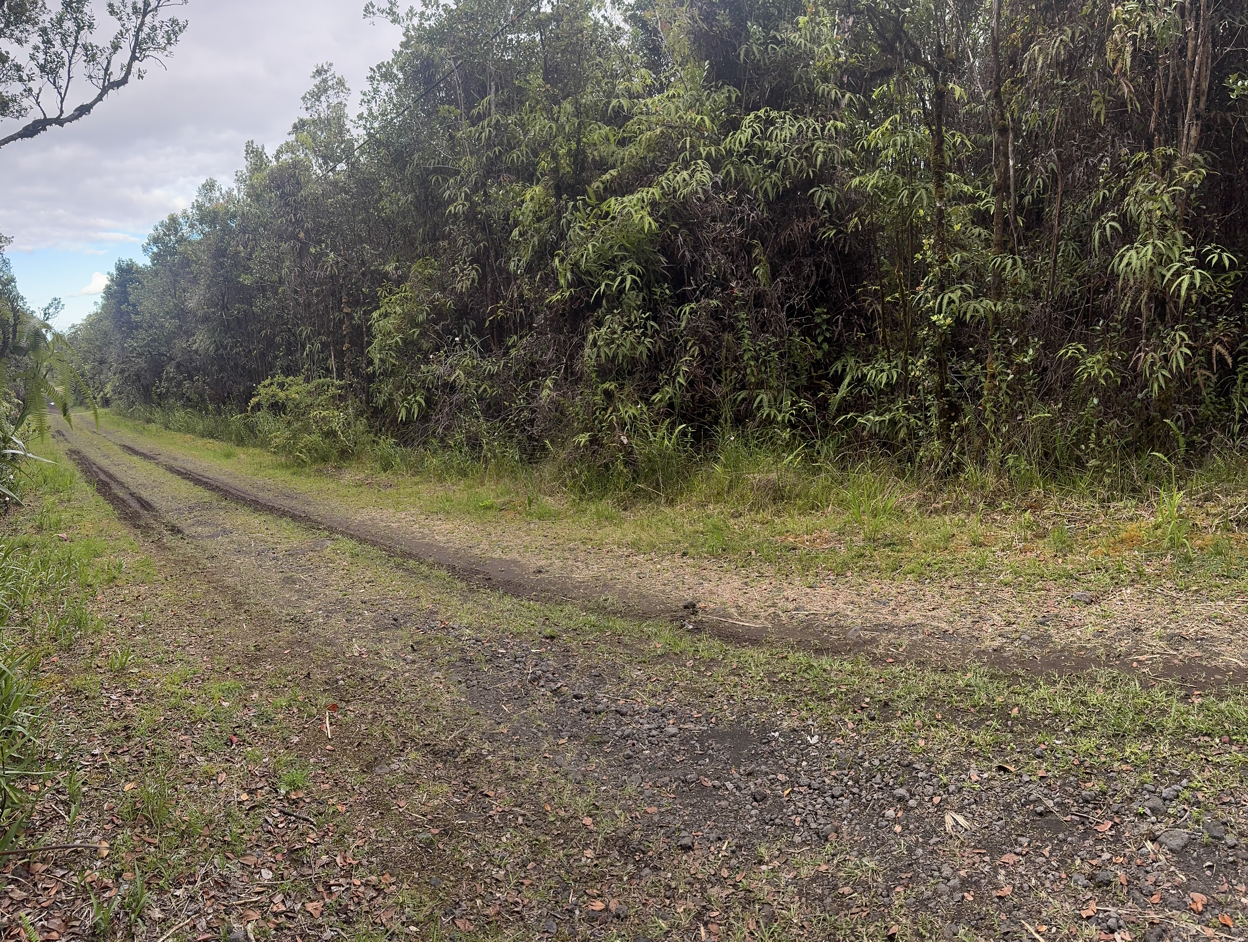 27 Amakihi Street Mountain View, HI 96771 - Photo 3 of 10 a view of a yard with a tree