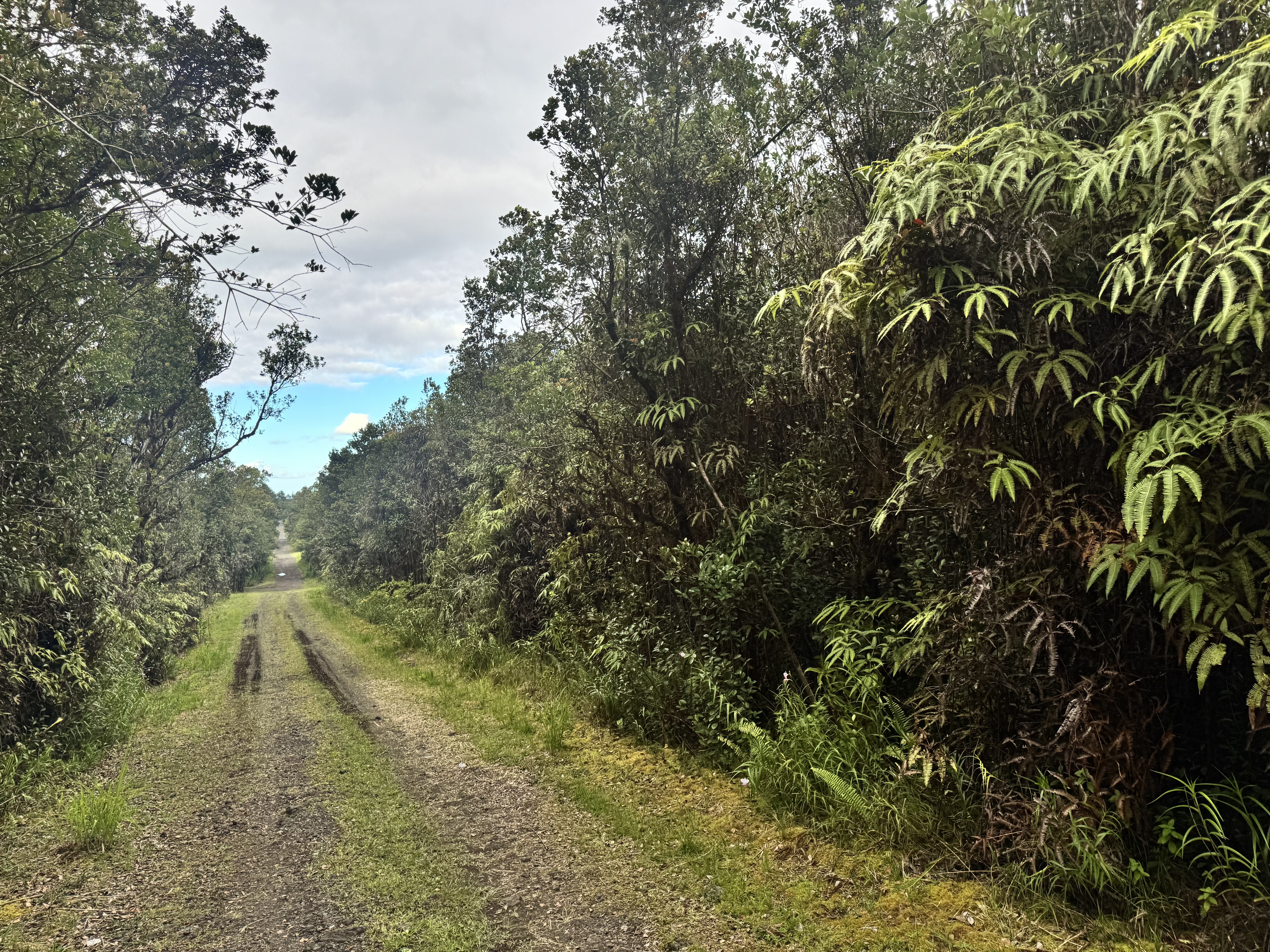 27 Amakihi Street Mountain View, HI 96771 - Photo 4 of 10 a view of a yard with plants and a bench