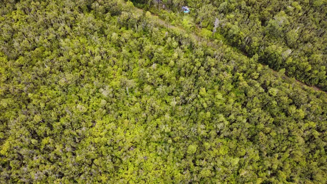a close up of a plant
