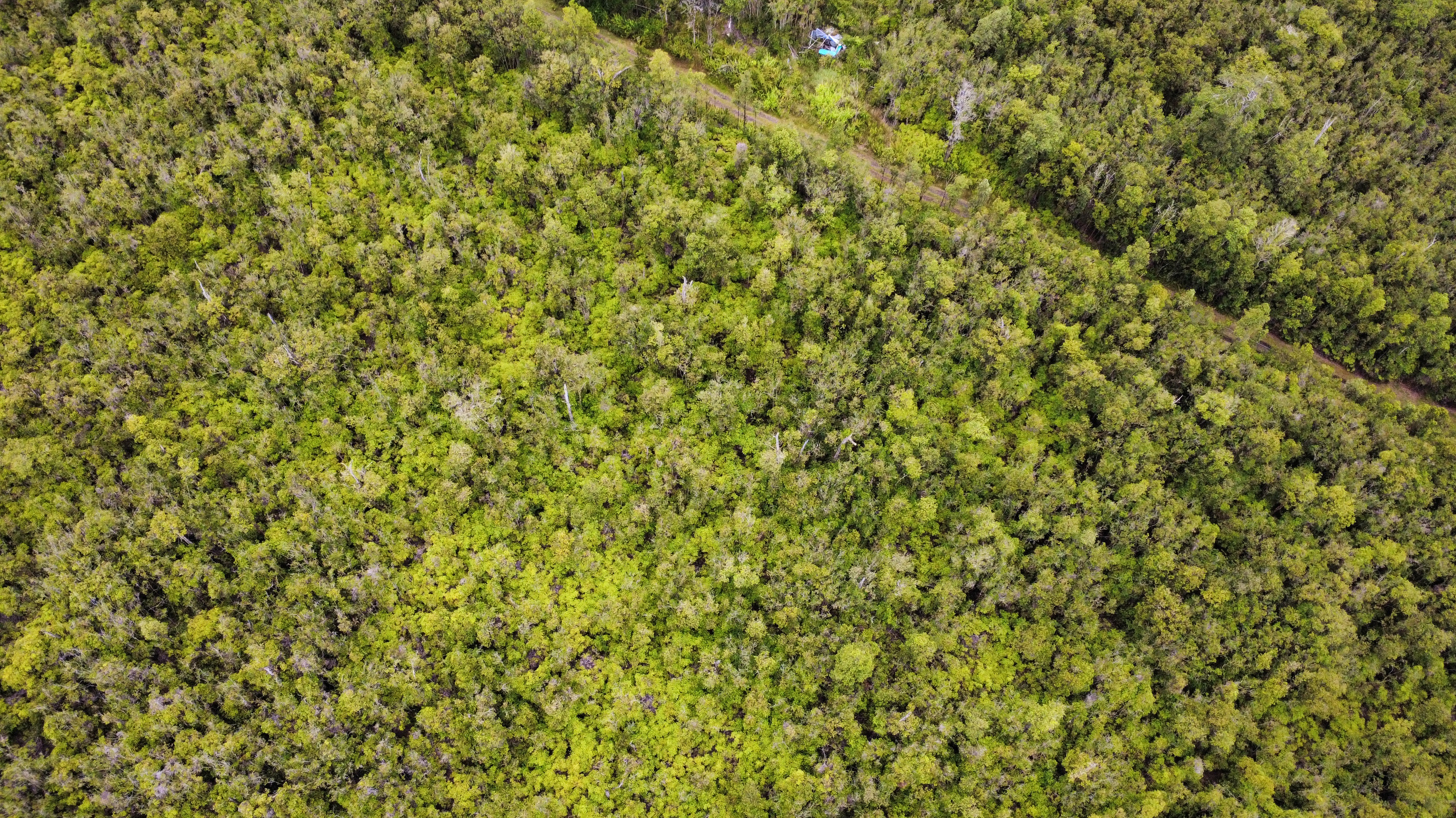 27 Amakihi Street Mountain View, HI 96771 - Photo 5 of 10 a view of a yard