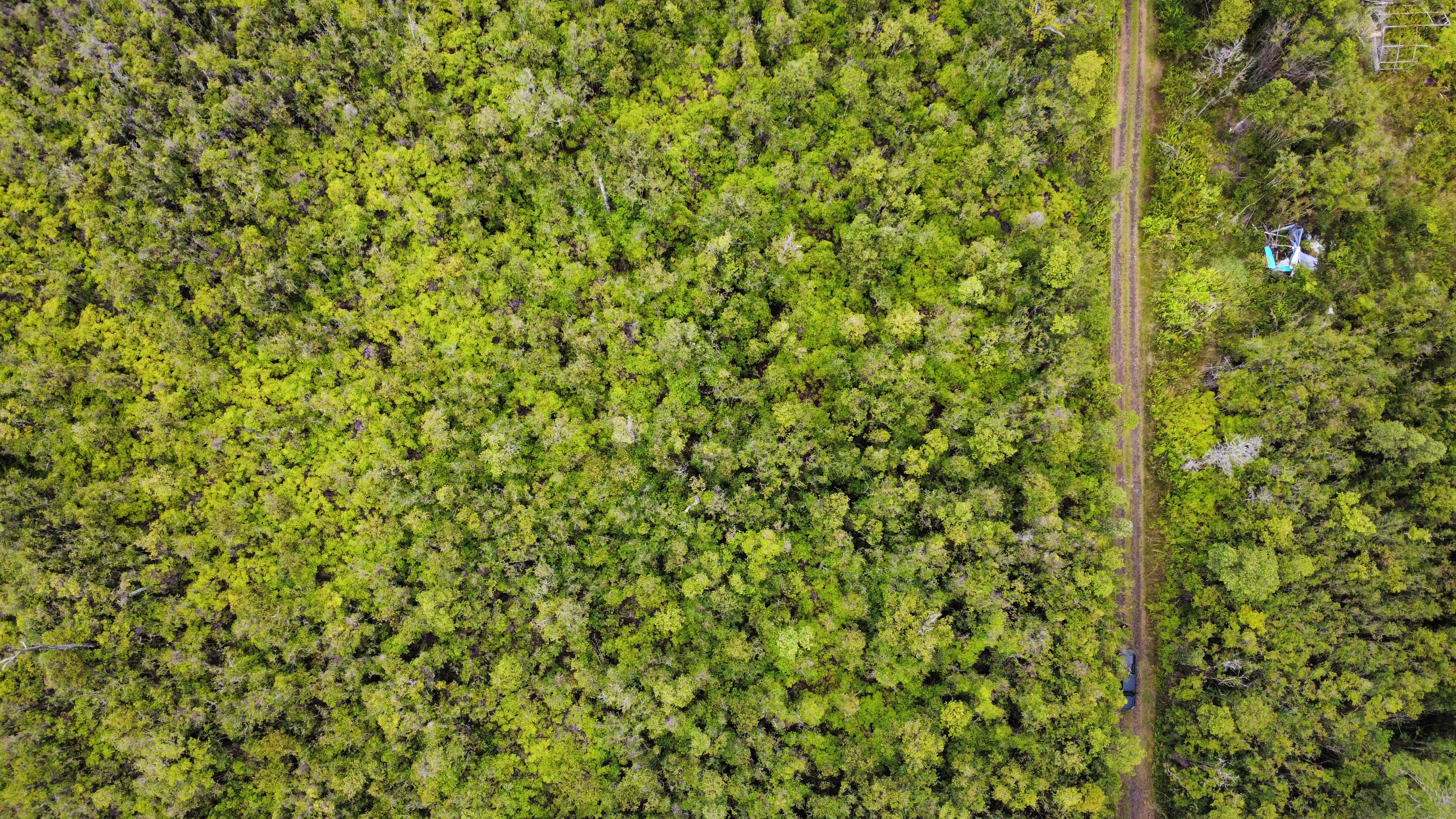 27 Amakihi Street Mountain View, HI 96771 - Photo 6 of 10 a close up of a plant