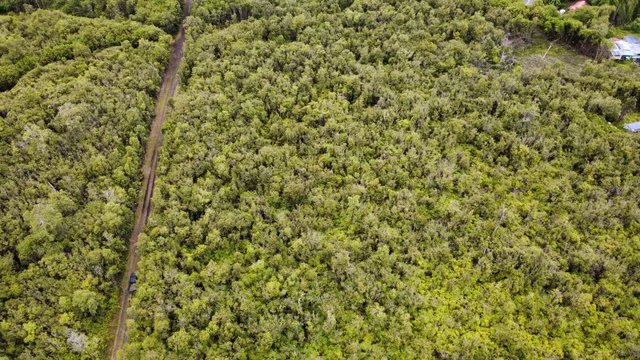 a view of a forest with a tree