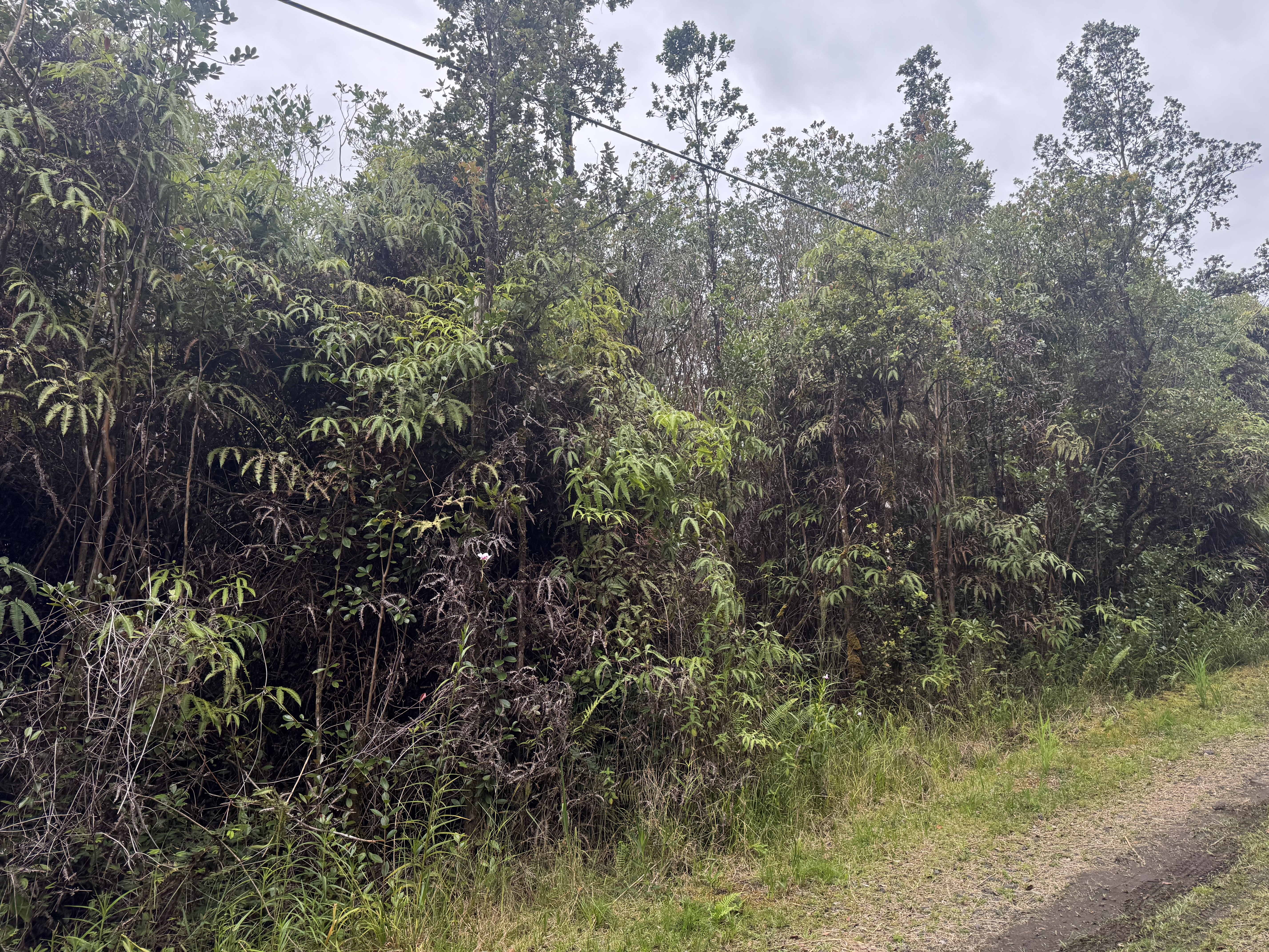 27 Amakihi Street Mountain View, HI 96771 - Photo 10 of 10 a view of a forest with a tree