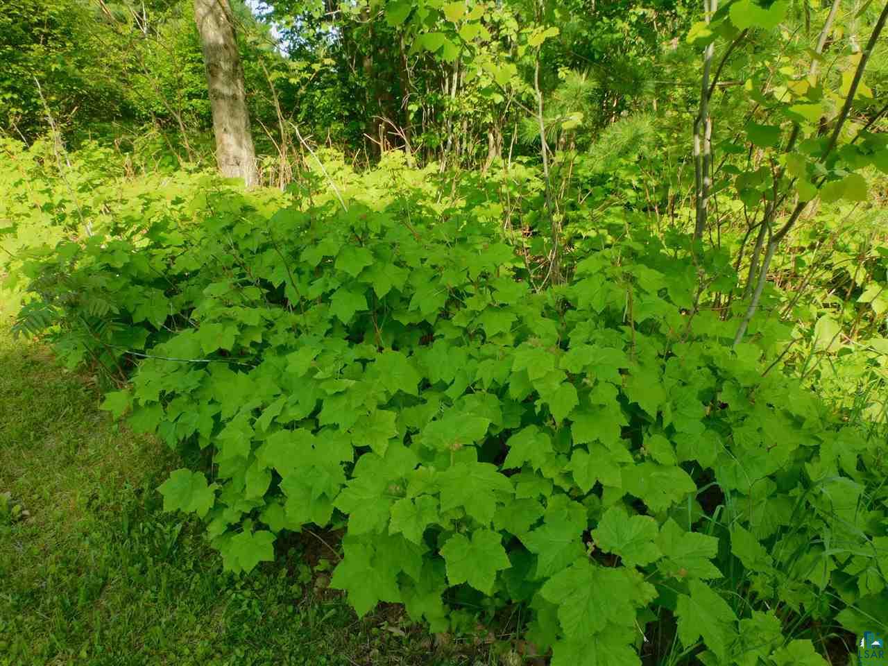 33085 Burlager Road Washburn, WI 54891 - Photo 13 of 31 Wild berries