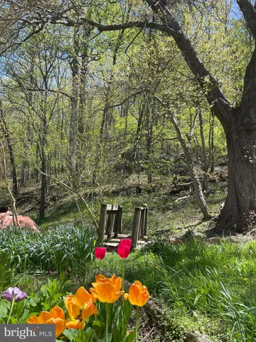 a view of a yard with plants and tree