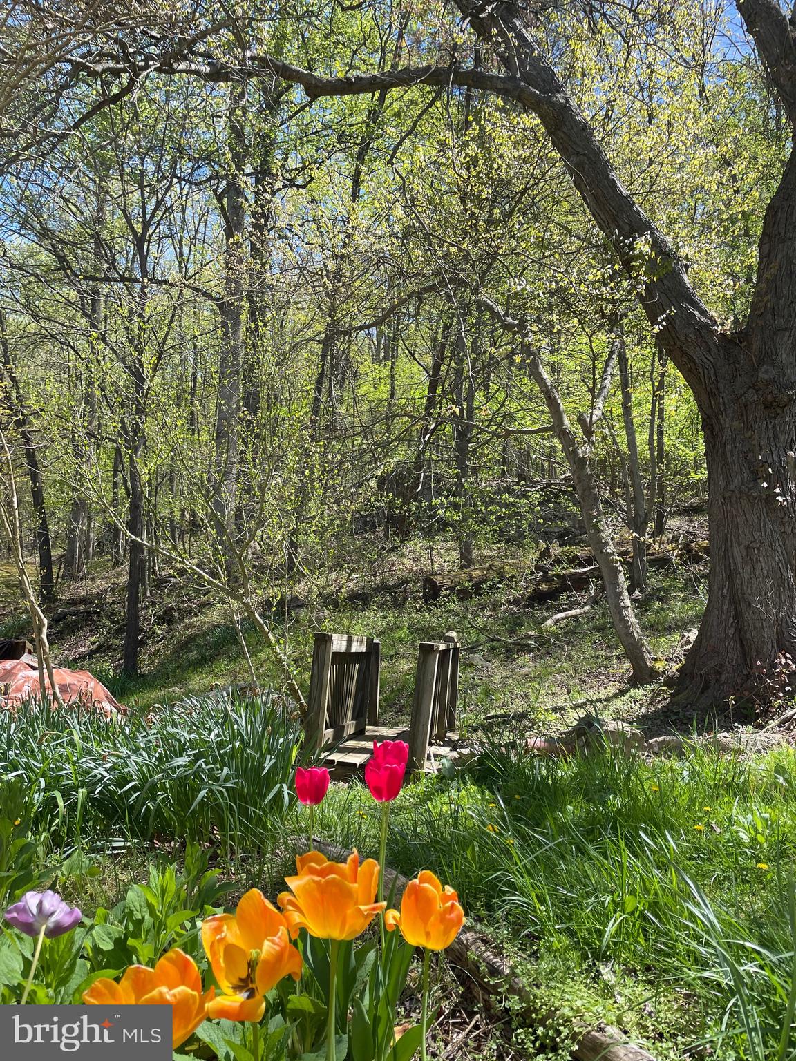 236 Piedmont Orchard Road Linden, VA 22642 - Photo 26 of 39 a view of yard