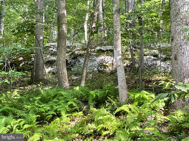a view of yard with large tree