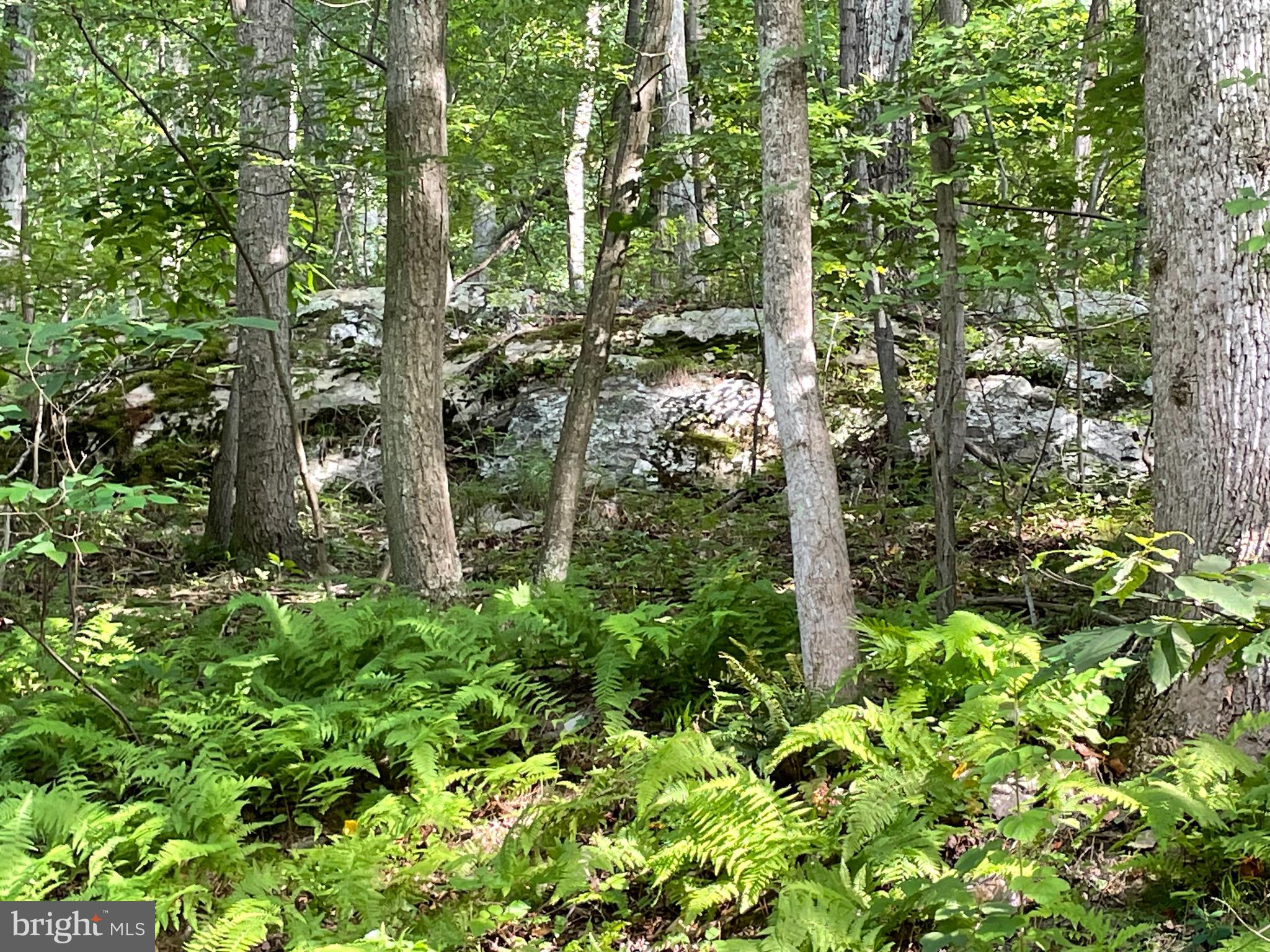 236 Piedmont Orchard Road Linden, VA 22642 - Photo 27 of 39 a plant view