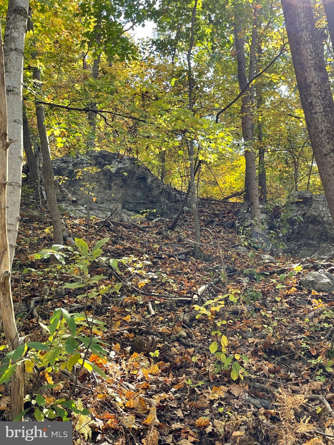 236 Piedmont Orchard Road Linden, VA 22642 - Photo 28 of 39 a view of a yard with plants and tree