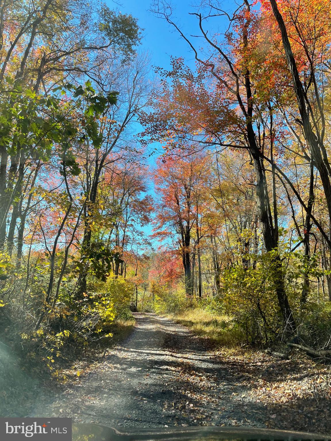 236 Piedmont Orchard Road Linden, VA 22642 - Photo 29 of 39 a view of yard with large tree