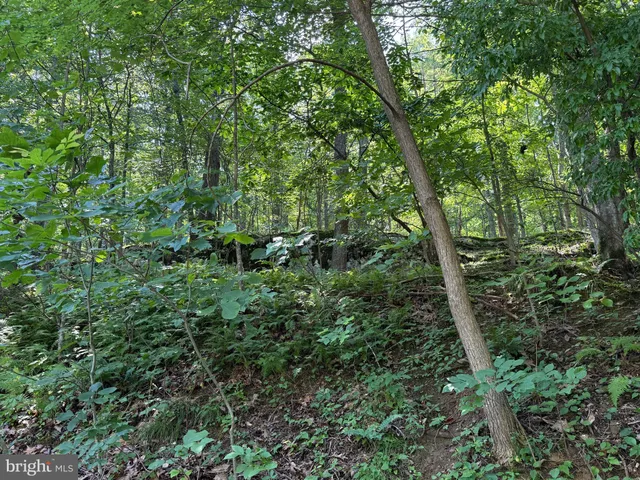 a view of a flower in a yard