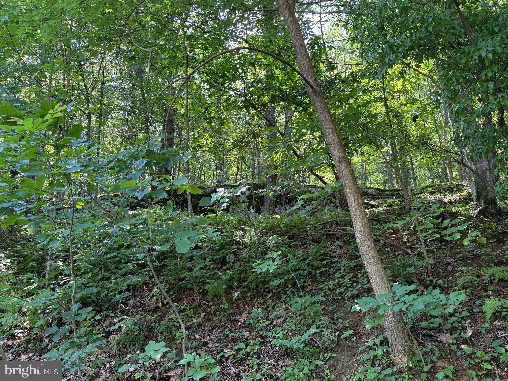 236 Piedmont Orchard Road Linden, VA 22642 - Photo 31 of 39 a view of a lush green forest