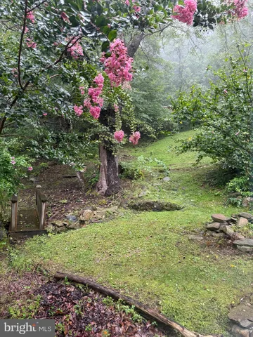 a view of a lush green forest