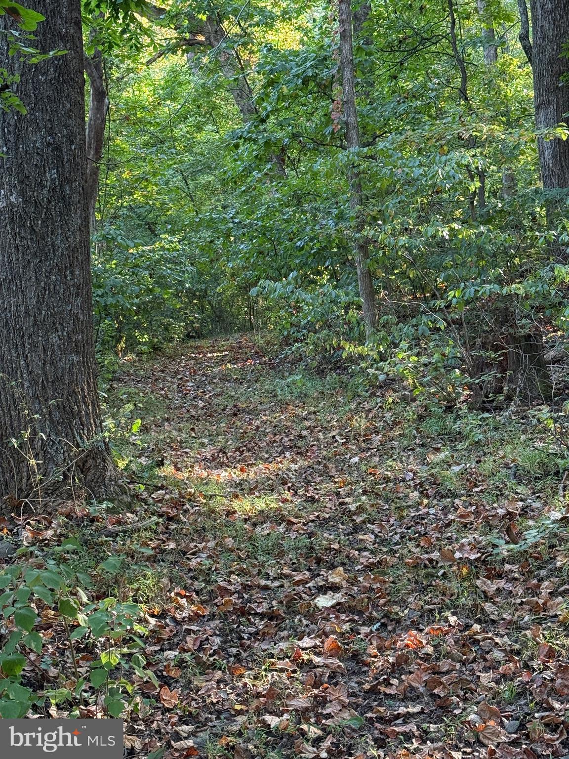 236 Piedmont Orchard Road Linden, VA 22642 - Photo 35 of 39 a view of a lush green forest