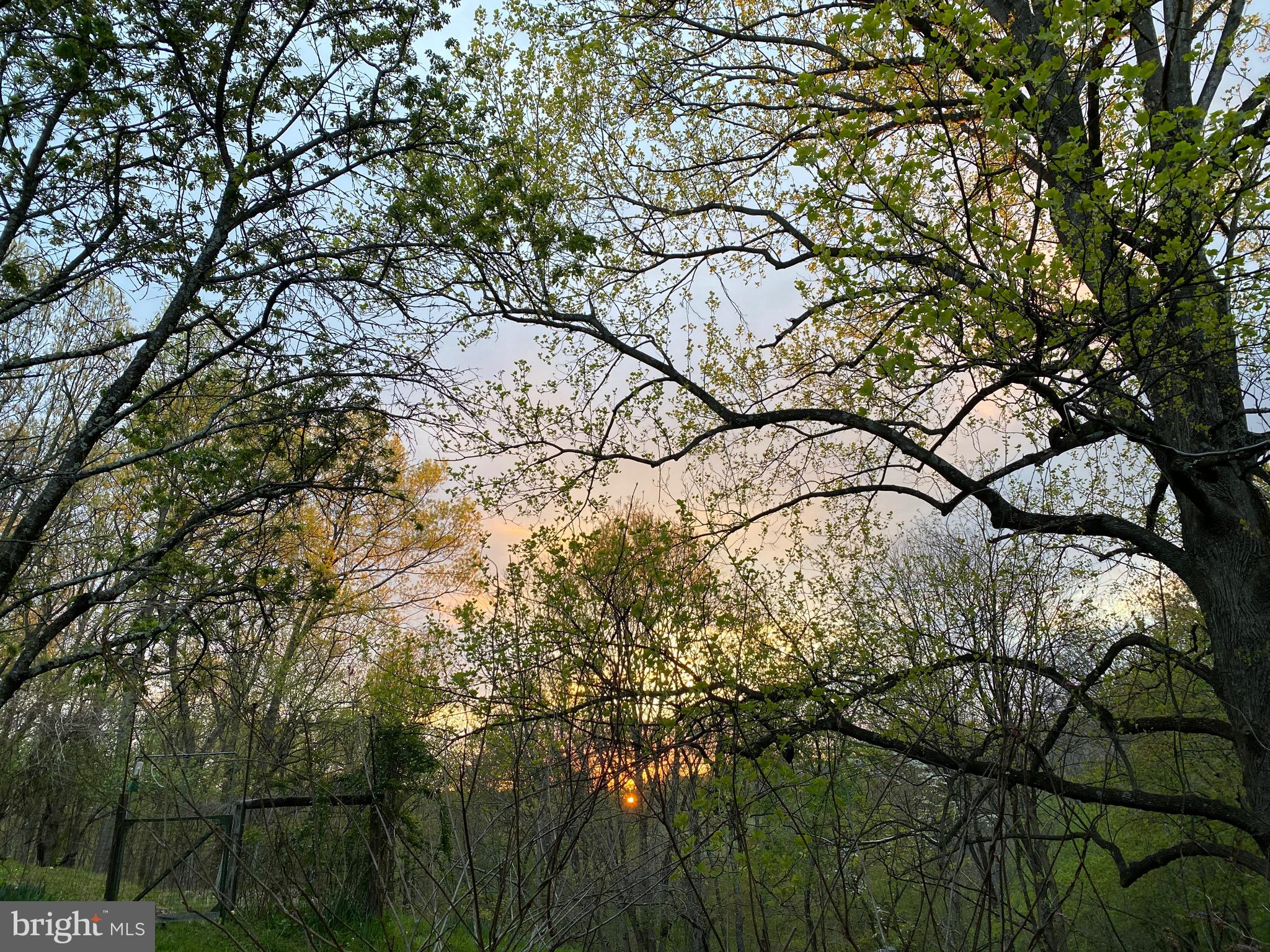 236 Piedmont Orchard Road Linden, VA 22642 - Photo 36 of 39 a view of tree