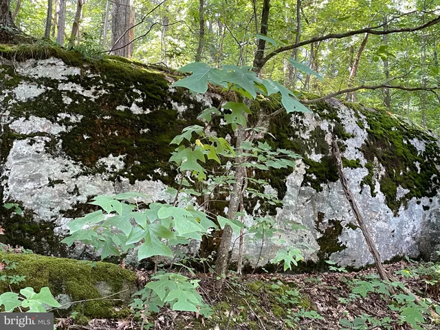 a view of outdoor space with garden