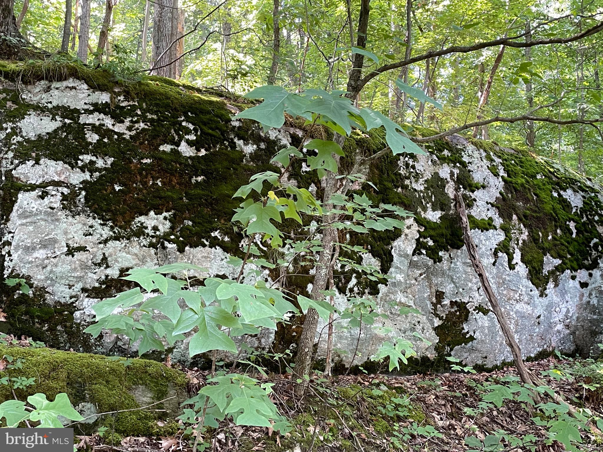 236 Piedmont Orchard Road Linden, VA 22642 - Photo 6 of 39