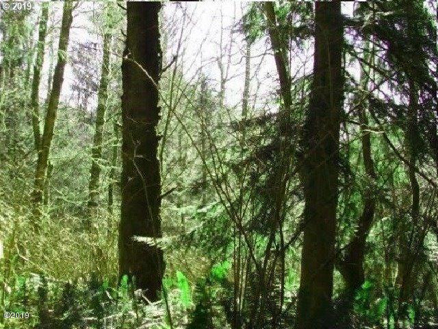 313 Brooten Road Pacific City, OR 97135 - Photo 5 of 5 Brooten hill trees