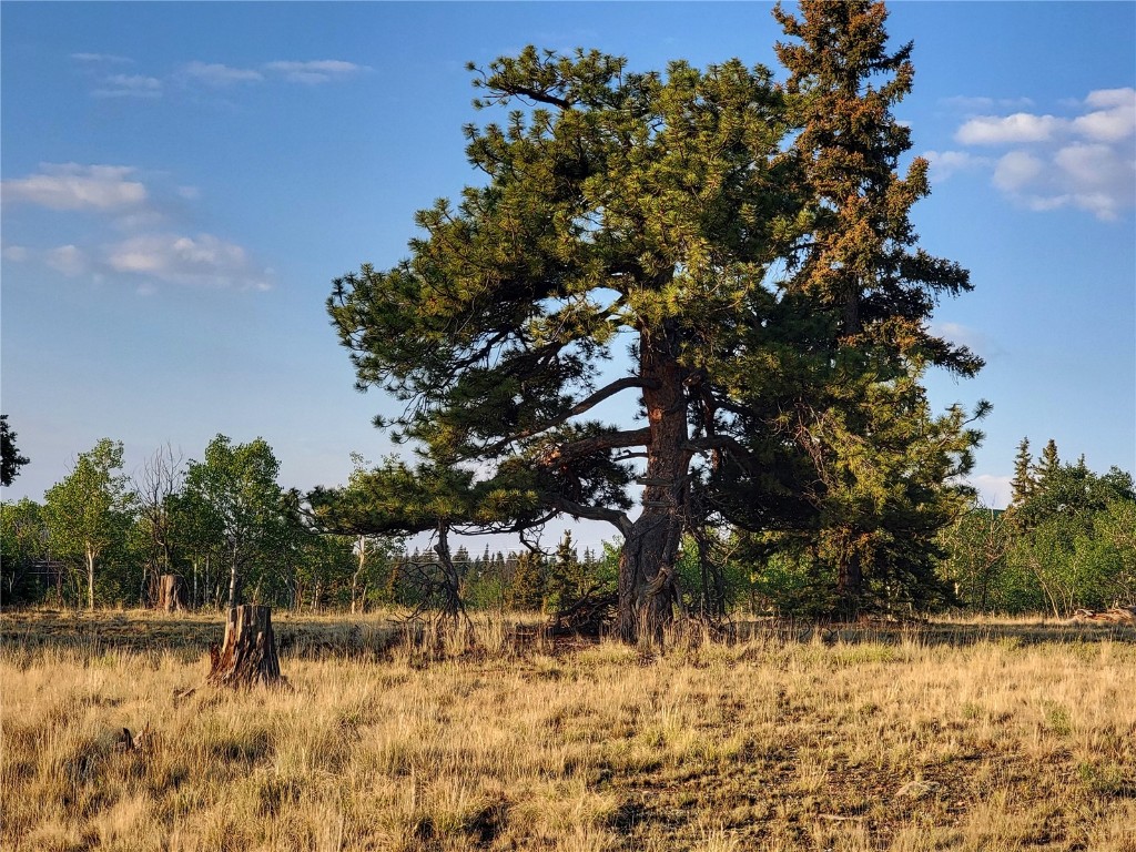 a view of a yard with a tree