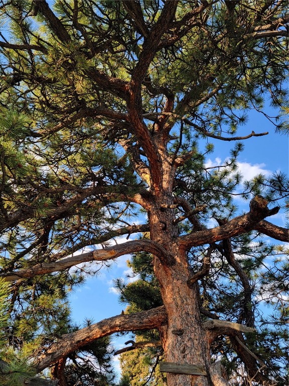 22 Teton Trail Como, CO 80432 - Photo 11 of 38 a picture of tree