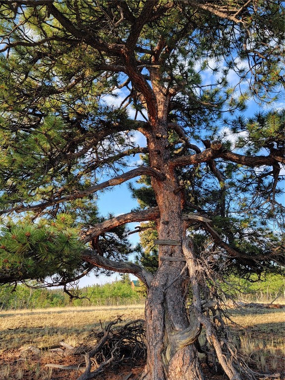22 Teton Trail Como, CO 80432 - Photo 12 of 38 a view of a tree with a house