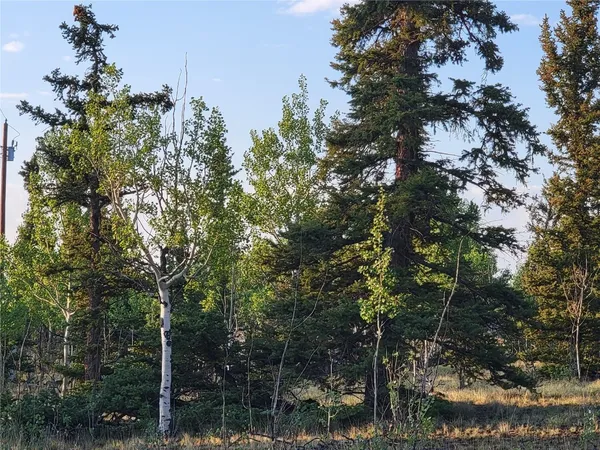 a view of a tree with a tree