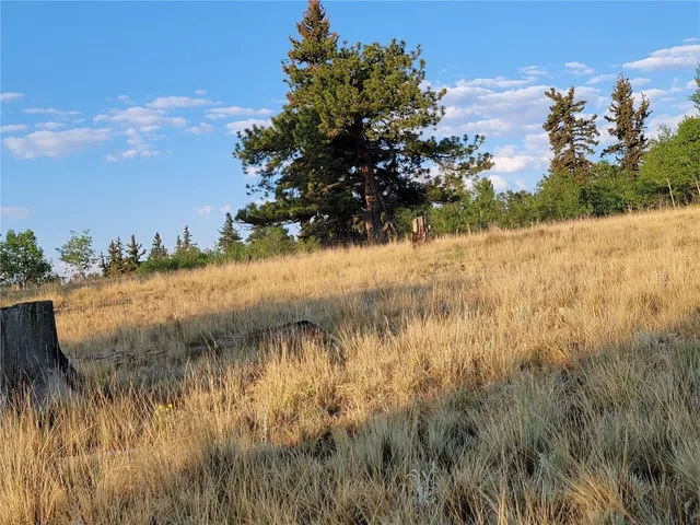 a view of a yard with large tree