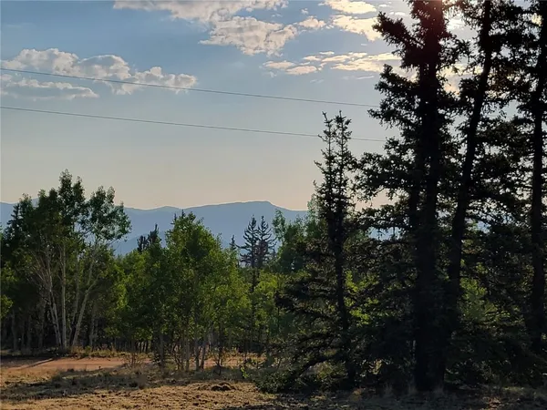 a view of a dry yard with lots of trees