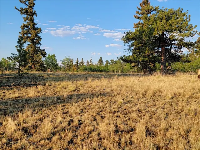 a view of a forest filled with trees