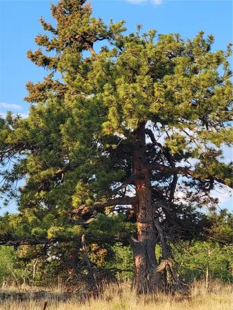 a backyard of a house with lots of trees