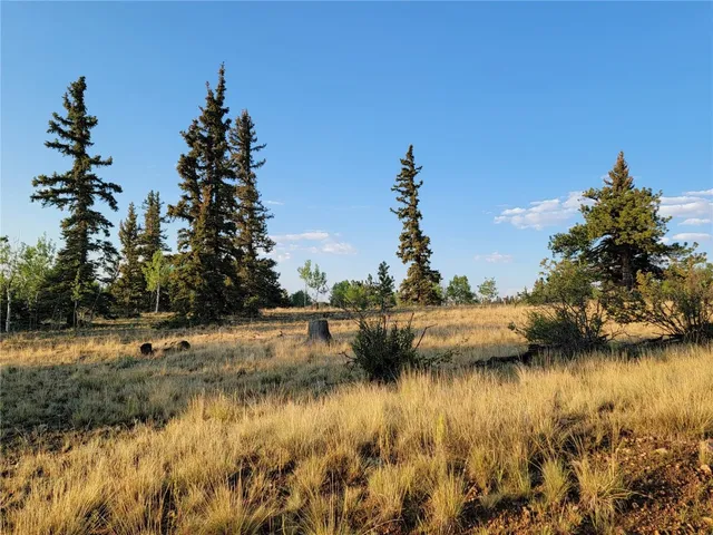 a view of a forest with trees