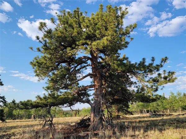 a view of a lake with a tree