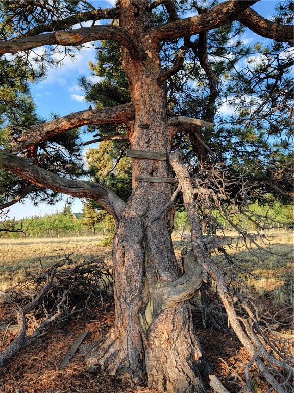 22 Teton Trail Como, CO 80432 - Photo 5 of 38