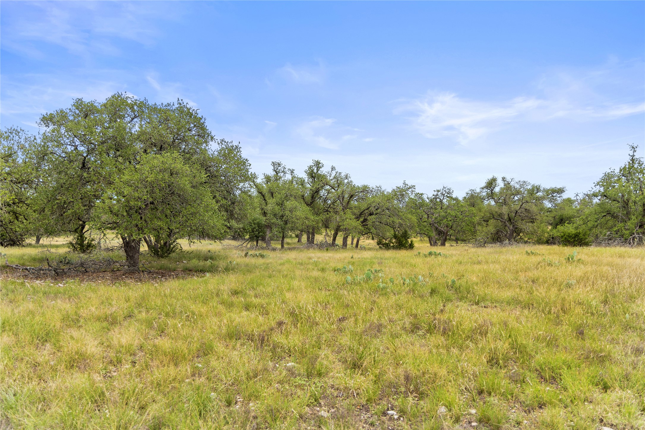 3049 Reservation Road Harper, TX 78631 - Photo 26 of 40 a view of a yard with a tree