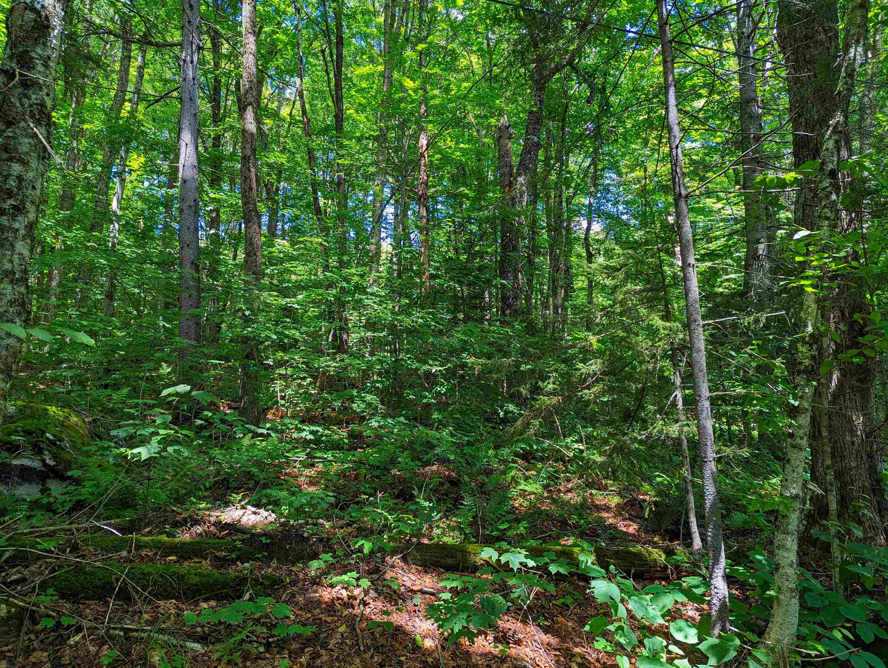 Alpendorf Avenue Readsboro, VT 05350 - Photo 4 of 8