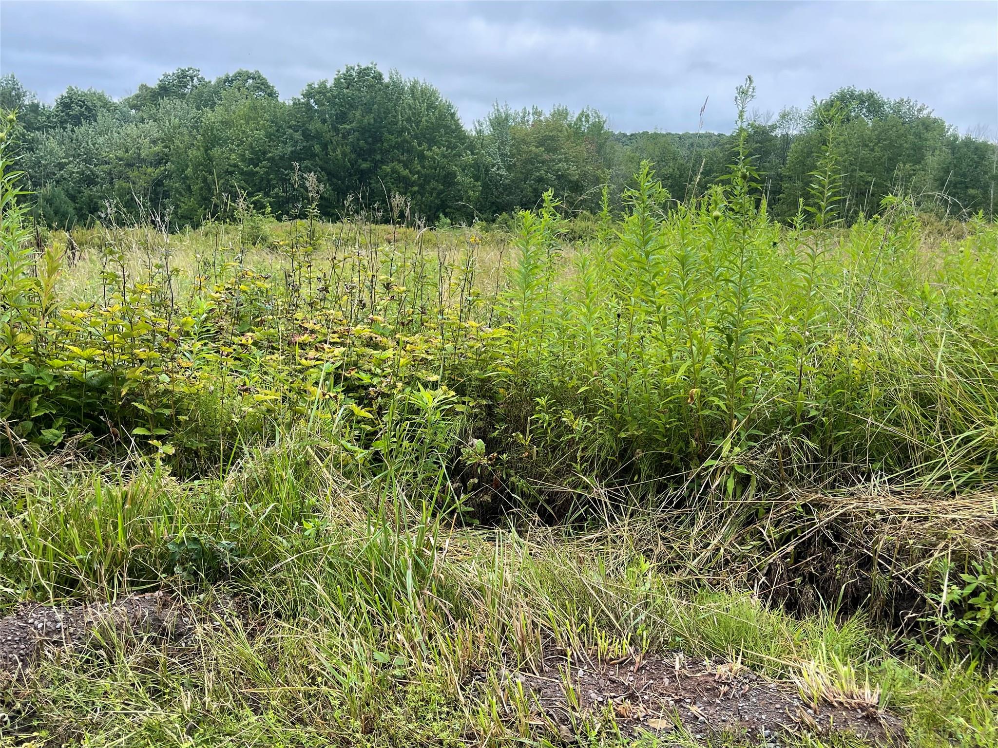 Basil Todd Road Fleischmanns, NY 12430 - Photo 7 of 8 a view of a garden