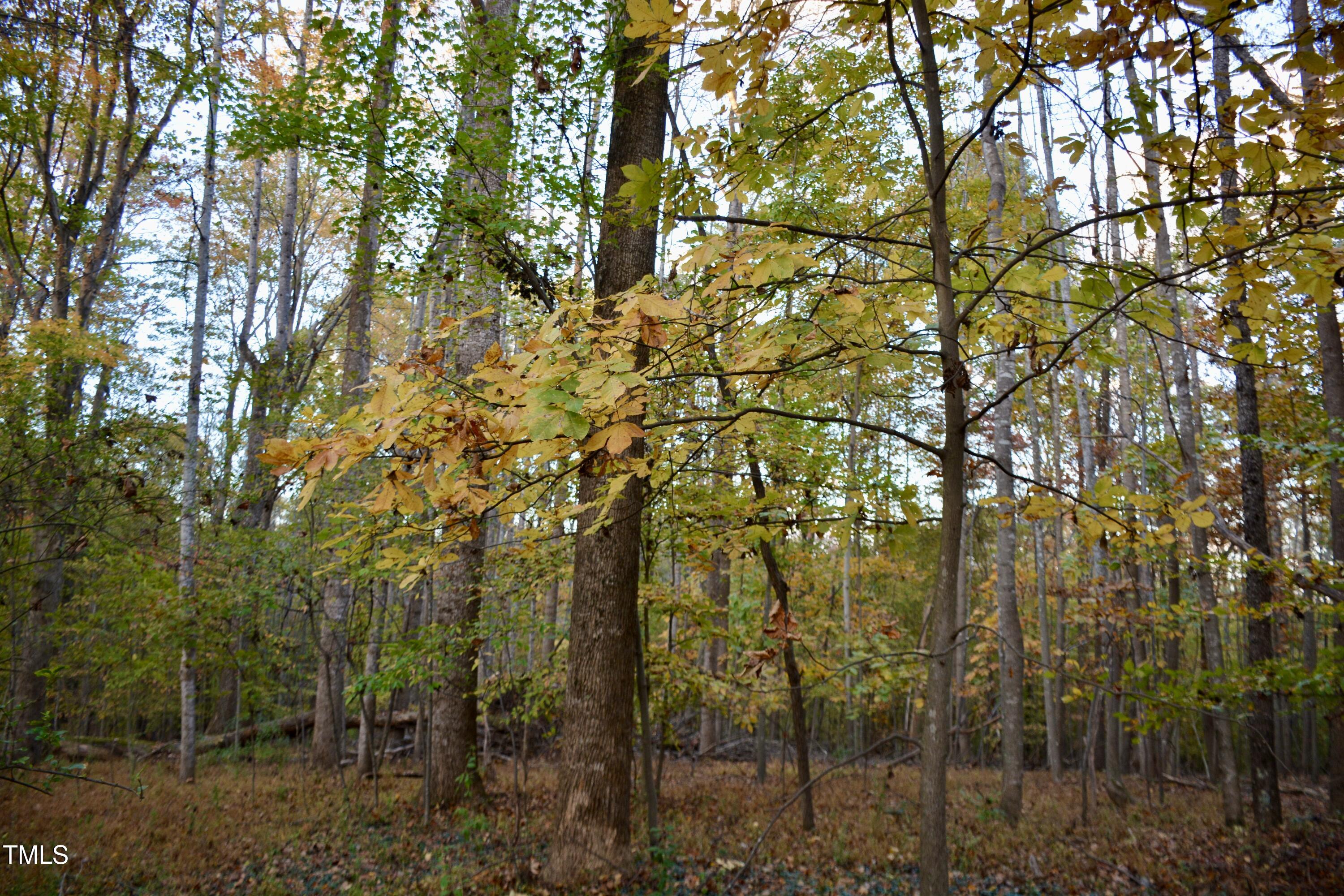 1365 Ashley Loop Reidsville, NC 27320 - Photo 42 of 55 a view of forest
