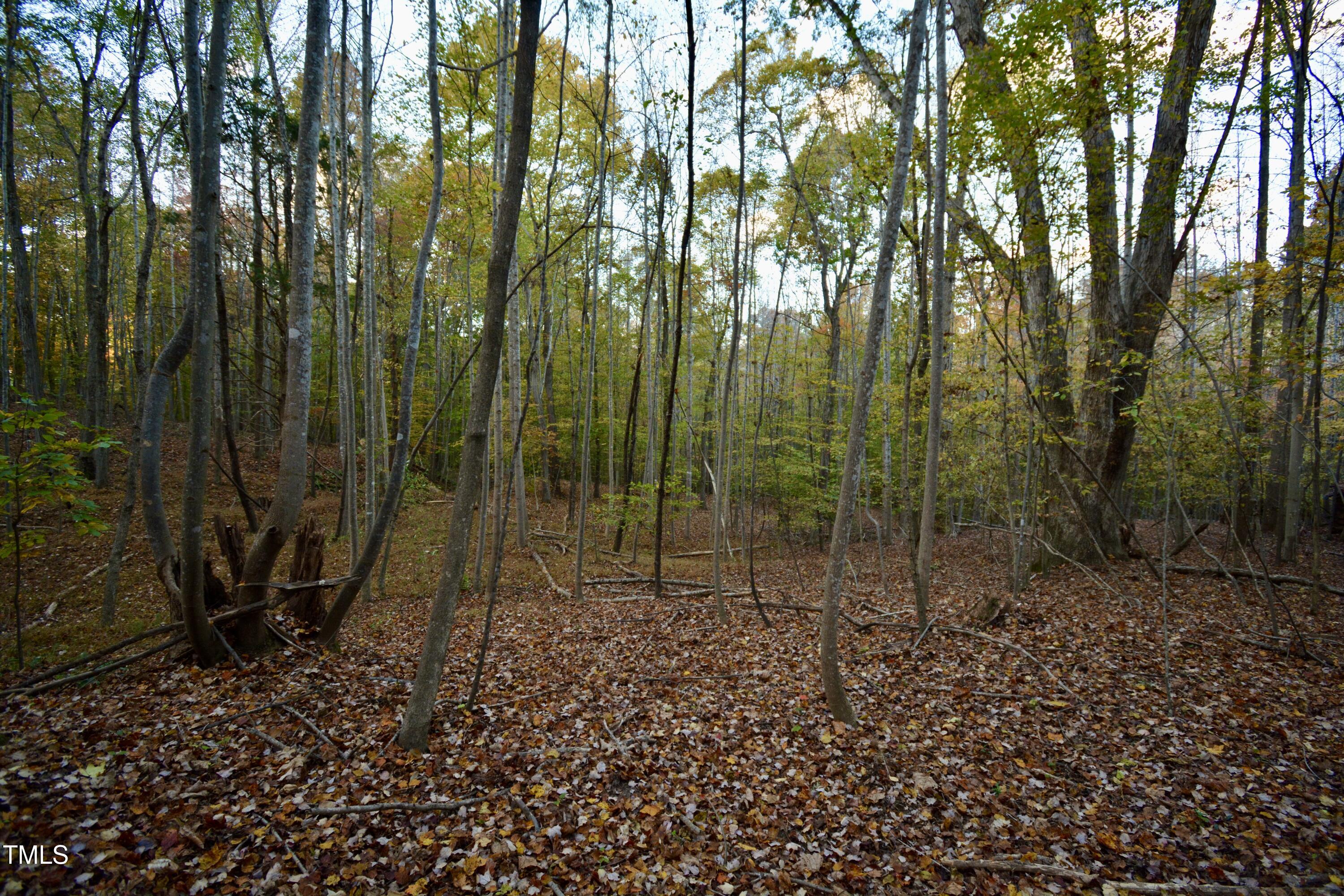1365 Ashley Loop Reidsville, NC 27320 - Photo 43 of 55 a view of a forest