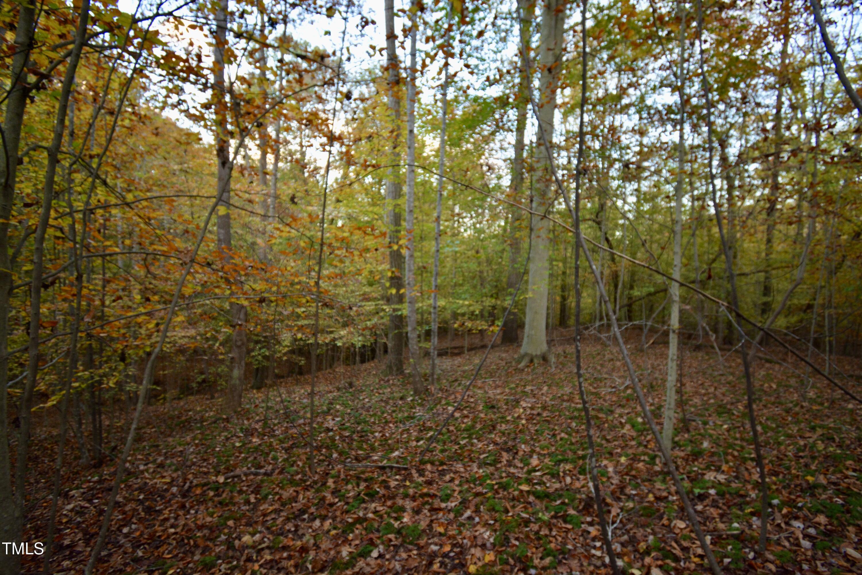 1365 Ashley Loop Reidsville, NC 27320 - Photo 46 of 55 a view of a forest with trees