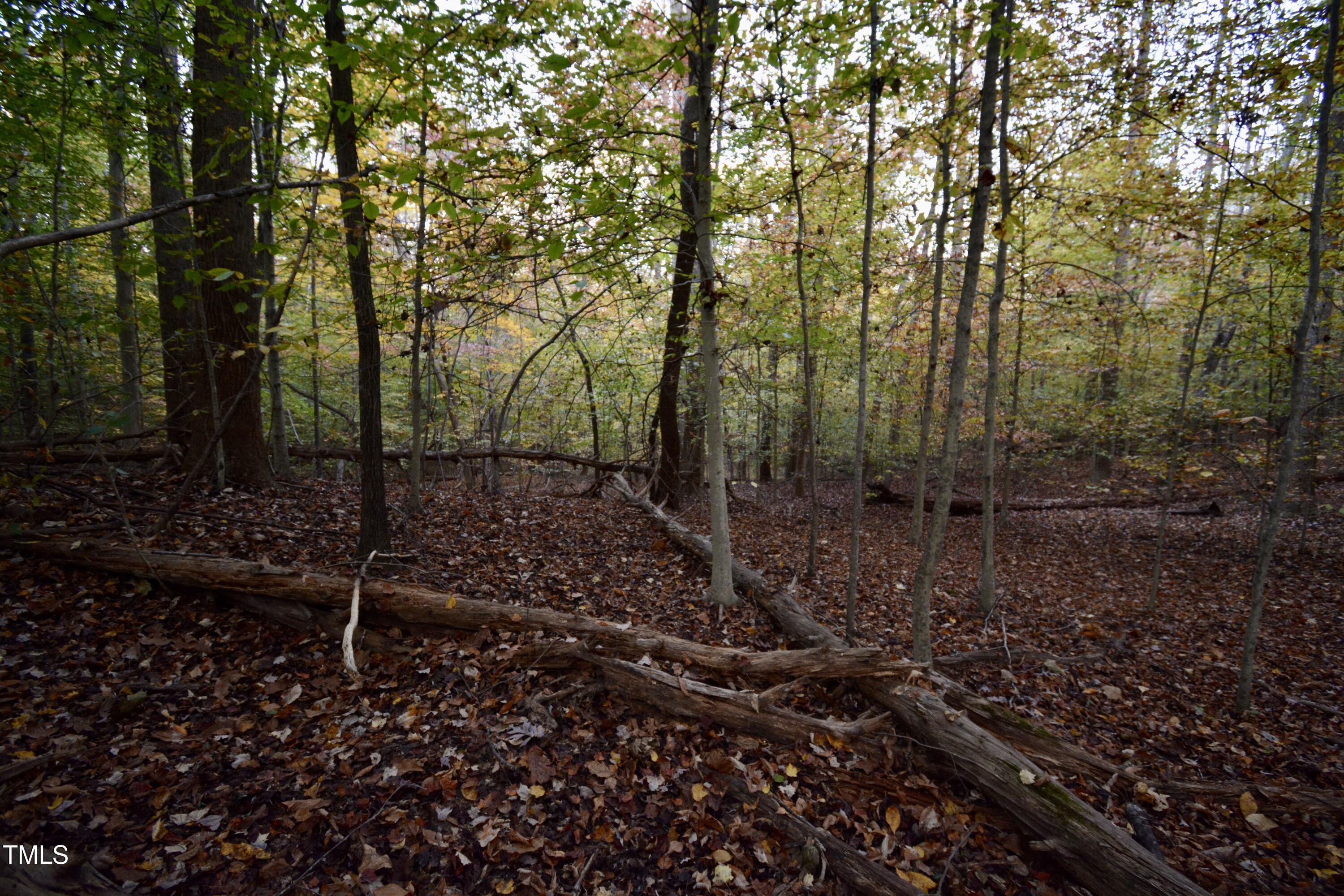 1365 Ashley Loop Reidsville, NC 27320 - Photo 47 of 55 a view of a forest with trees