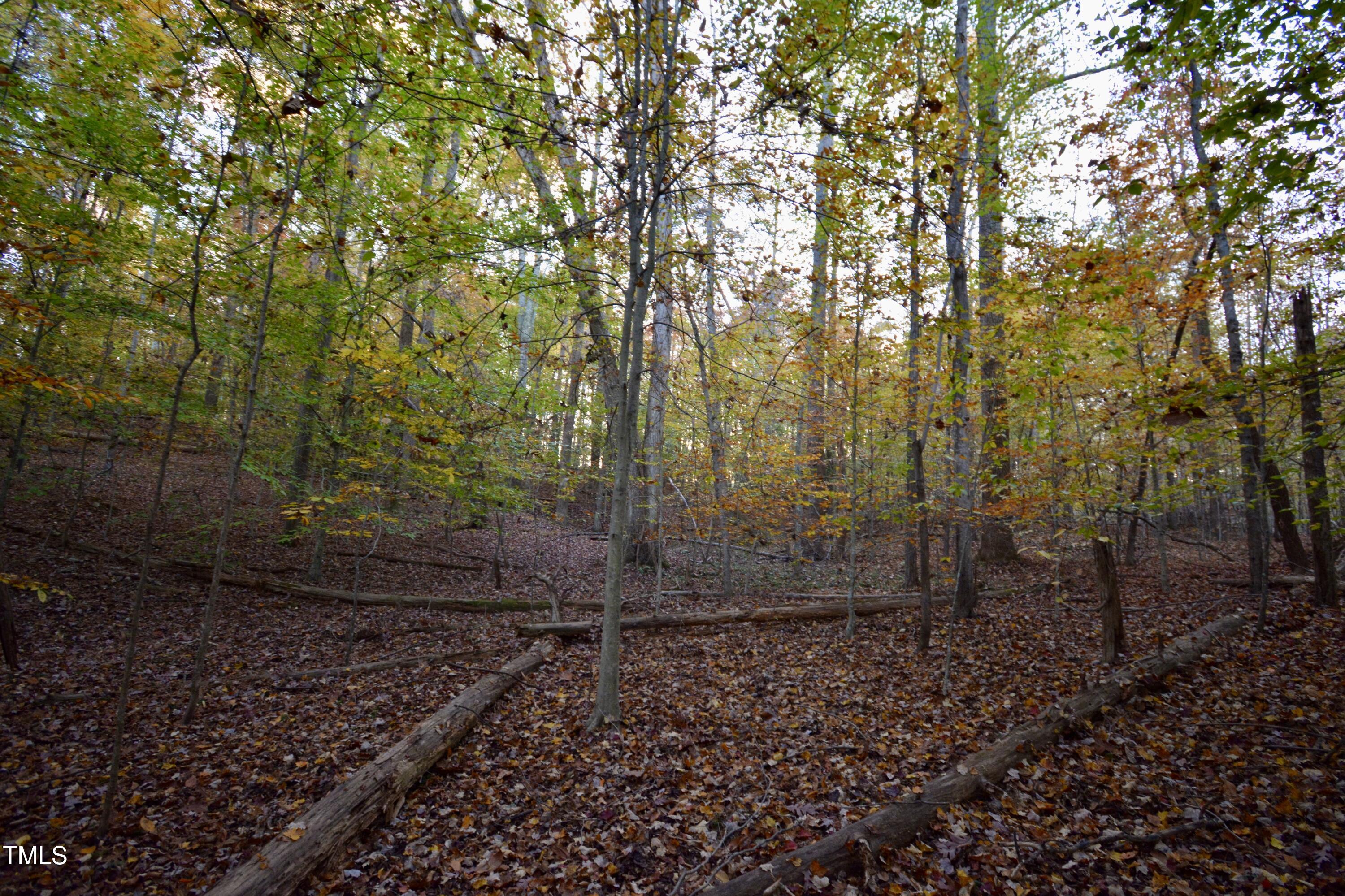 1365 Ashley Loop Reidsville, NC 27320 - Photo 48 of 55 a view of a yard with lots of trees
