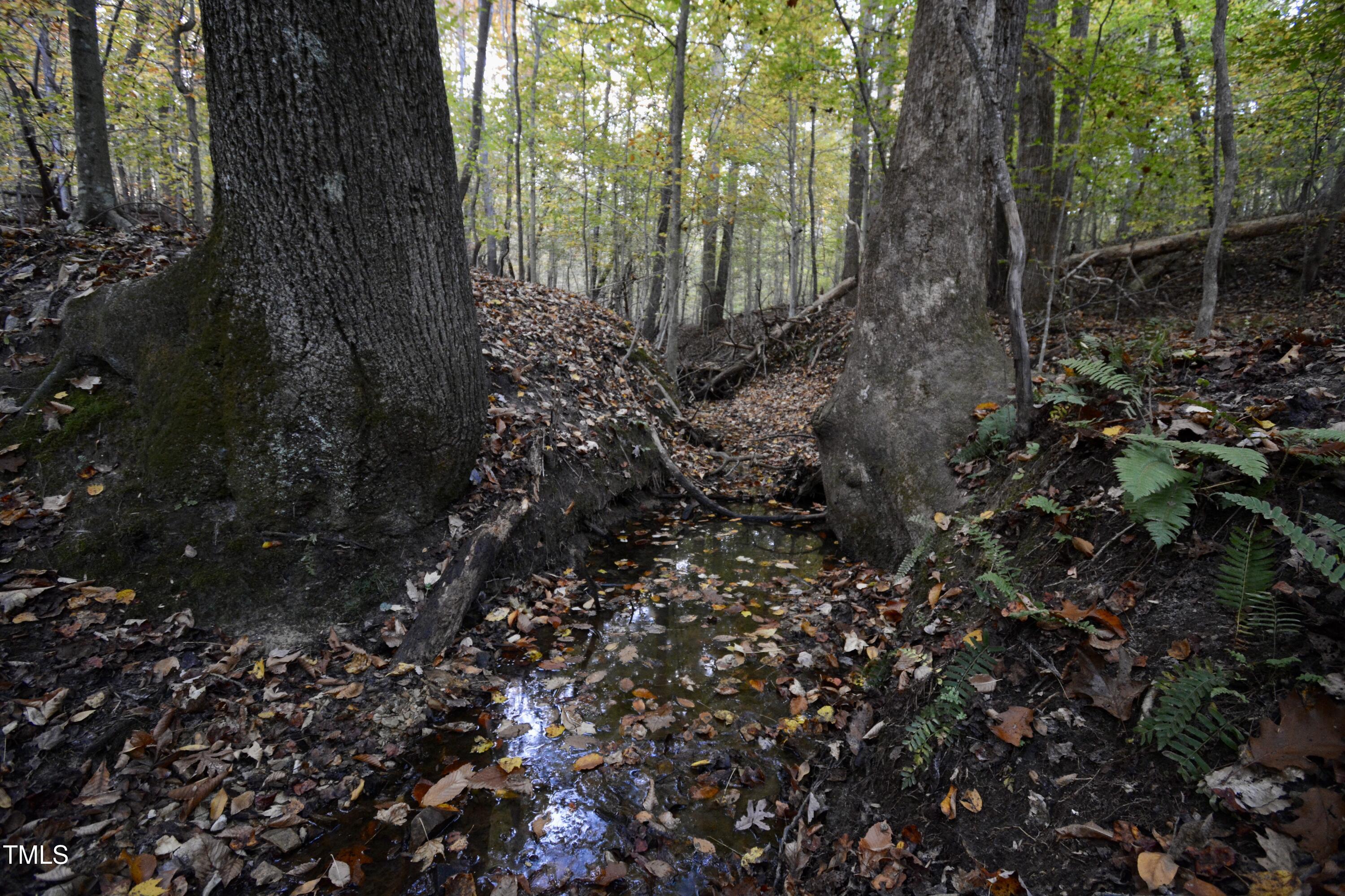 1365 Ashley Loop Reidsville, NC 27320 - Photo 49 of 55 a view of a forest with lots of trees
