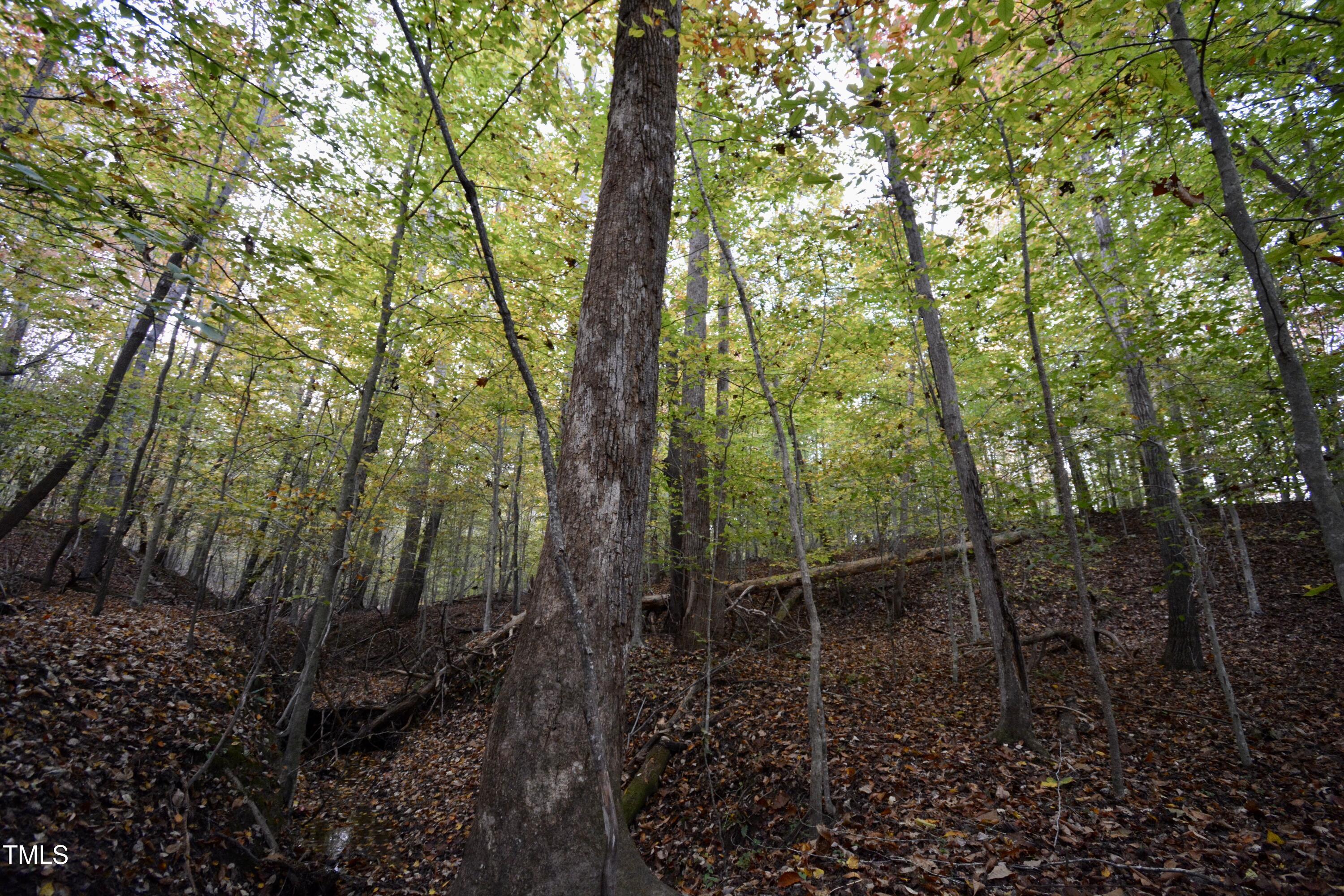 1365 Ashley Loop Reidsville, NC 27320 - Photo 50 of 55 a backyard of a house with lots of green space