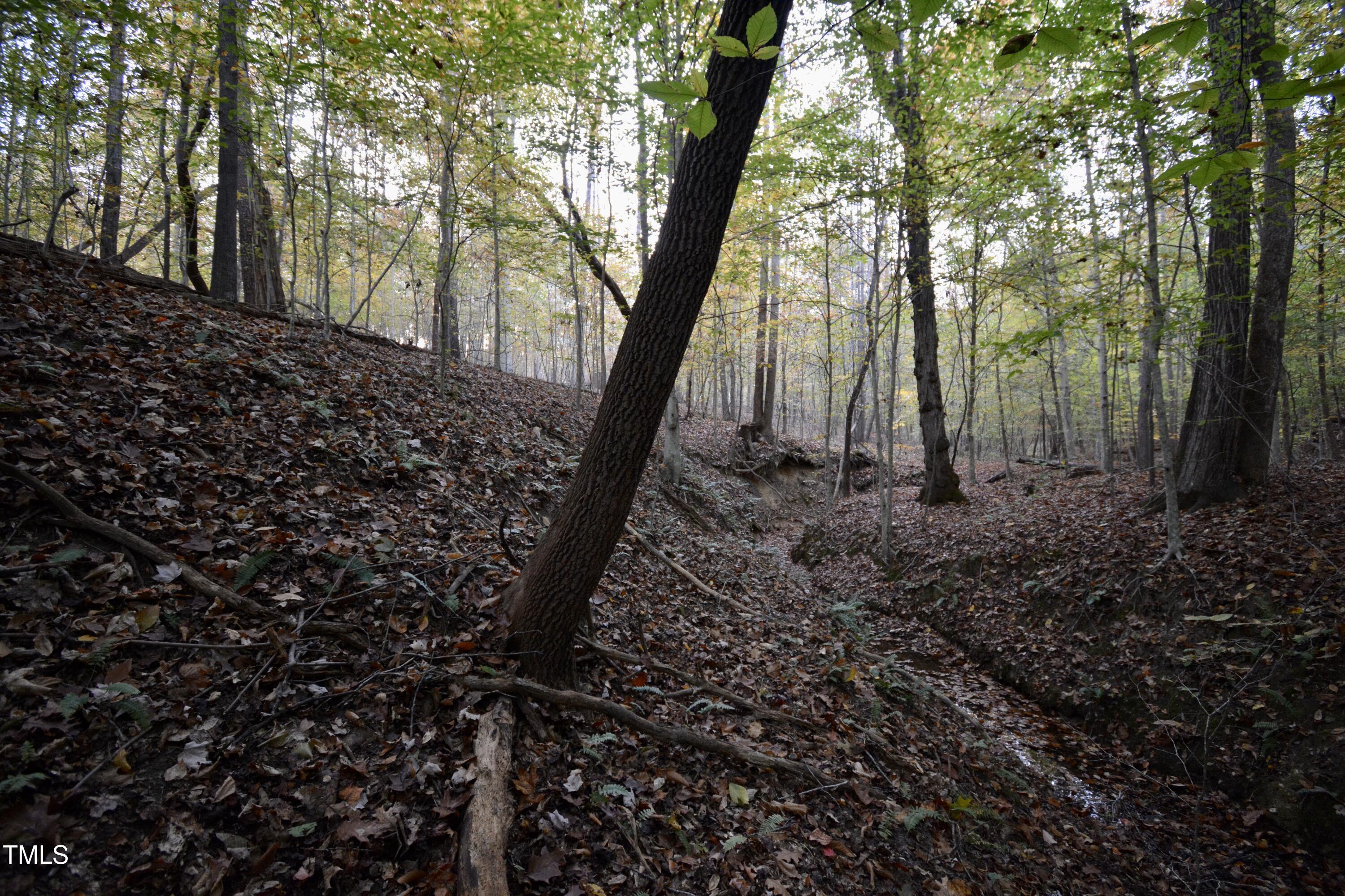 1365 Ashley Loop Reidsville, NC 27320 - Photo 51 of 55 a view of a forest