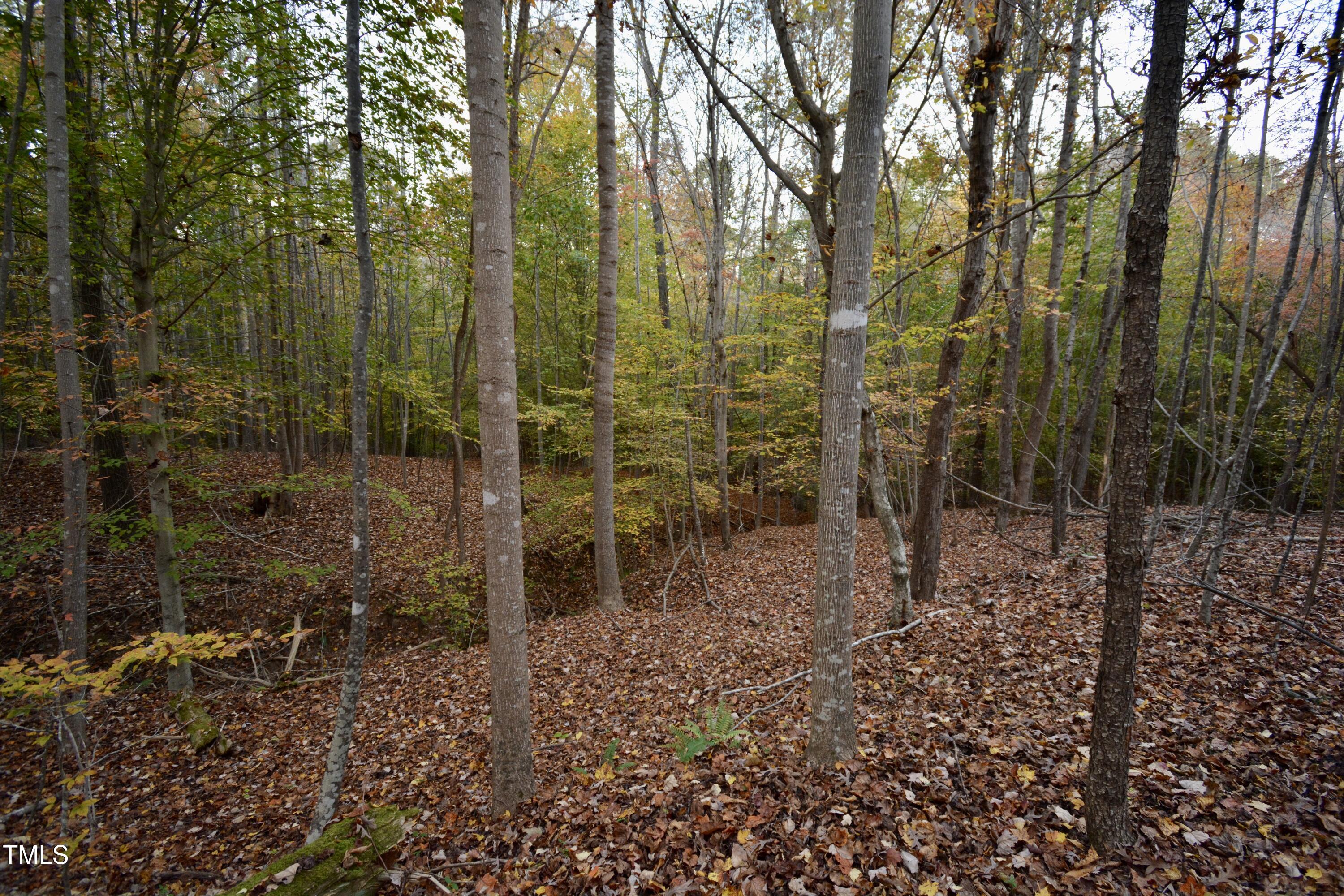 1365 Ashley Loop Reidsville, NC 27320 - Photo 54 of 55 a view of a forest filled with trees