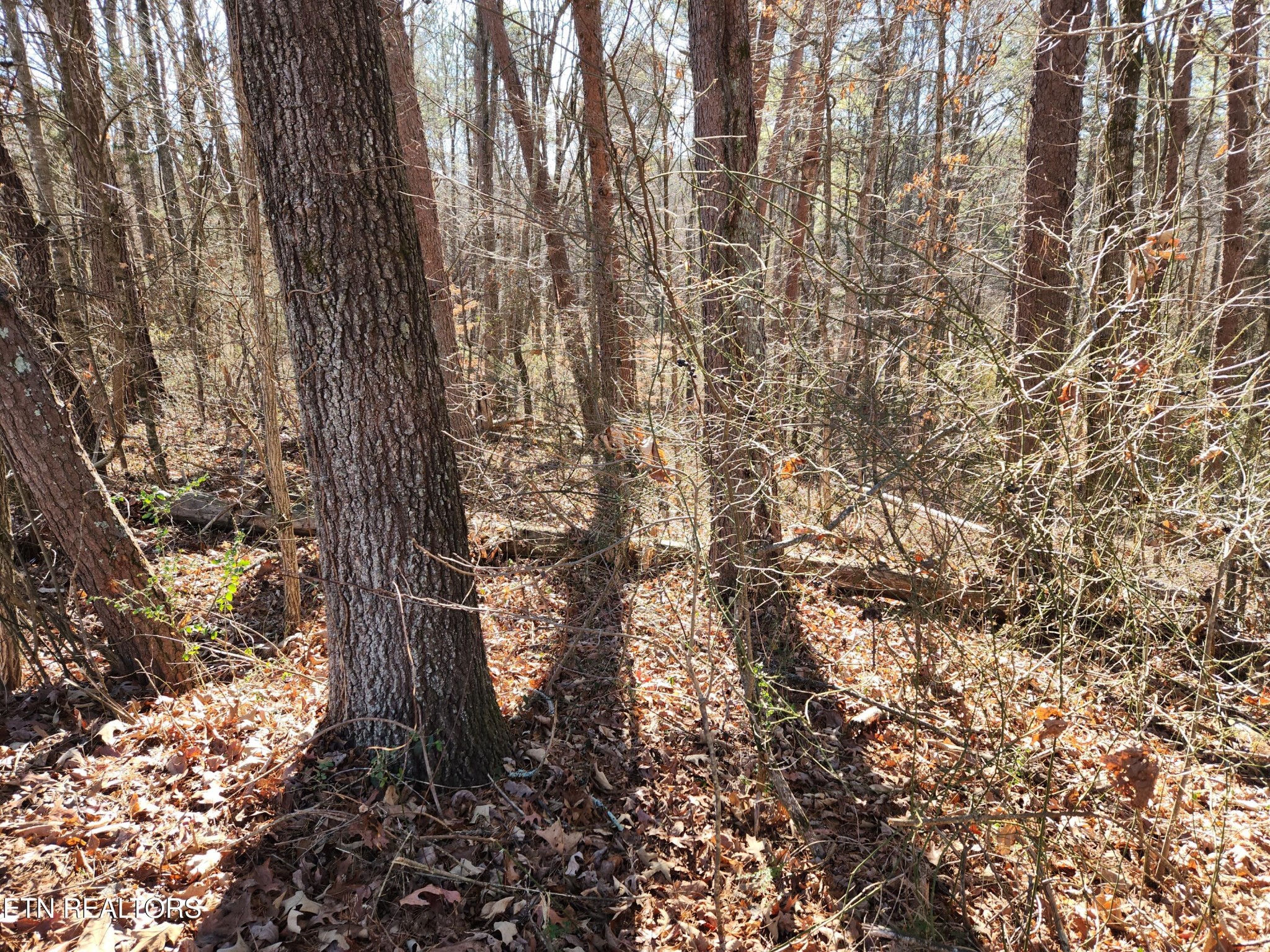 0 Creek Road Sweetwater, TN 37874 - Photo 3 of 8 Gallery Image 3