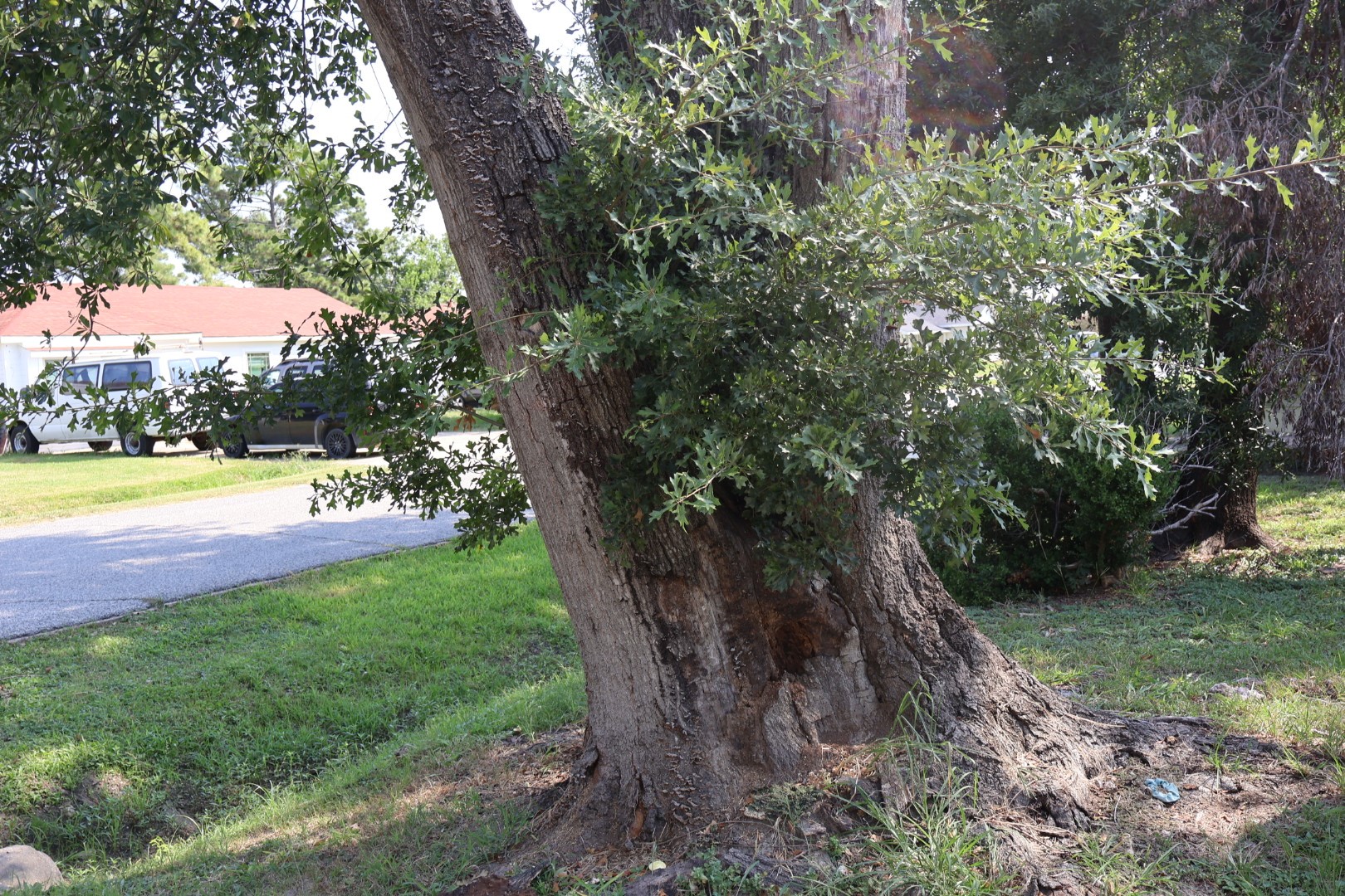 13350 Granada Street Houston, TX 77015 - Photo 25 of 25 Front tree