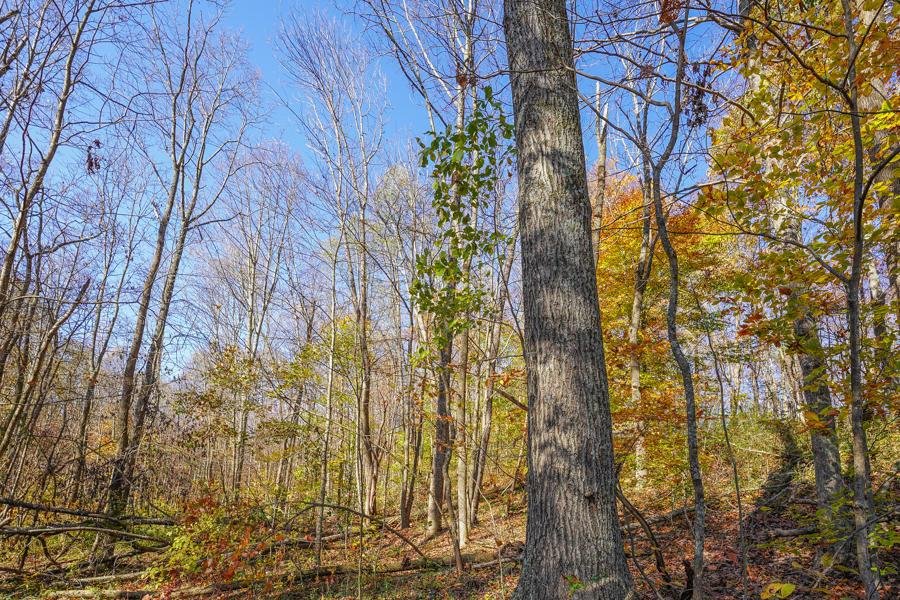 0 Millfield Road Millfield, OH 45761 - Photo 19 of 45 Gallery Image 19